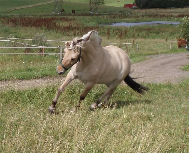 Fjordhest Tøsen - Tøsen  billede 7