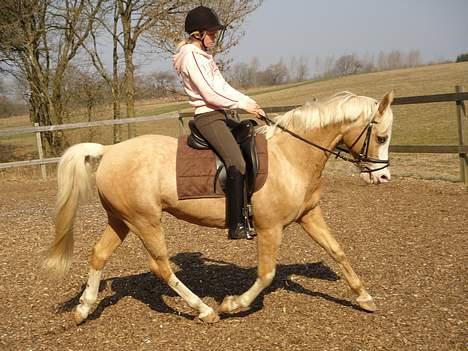 Palomino Shulay Gold 'n' Silver  - dressur (: billede 19
