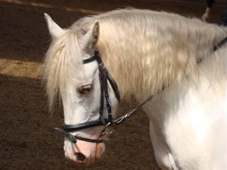 Welsh Cob (sec D) Funny - Nyt ..  smuk, med bølger i håret.  billede 11