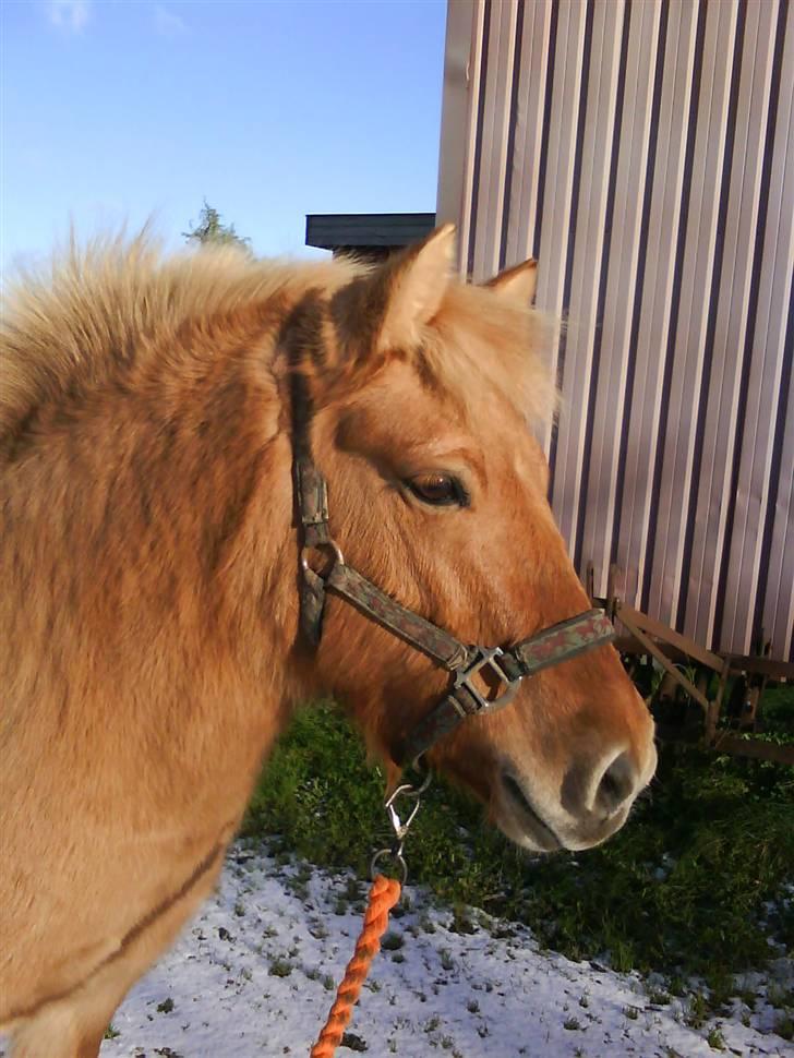 Anden særlig race Rita / Rosa - Rita uden for ridehuset 22 nov 2008 :-) billede 1