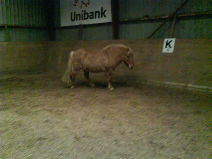 Anden særlig race Rita / Rosa - Rita fri i ridehuset efter træning idag d 22 nov 2008 billede 2