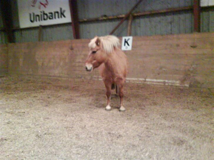 Anden særlig race Rita / Rosa - fri i ridehuset d 22 nov 2008 billede 4