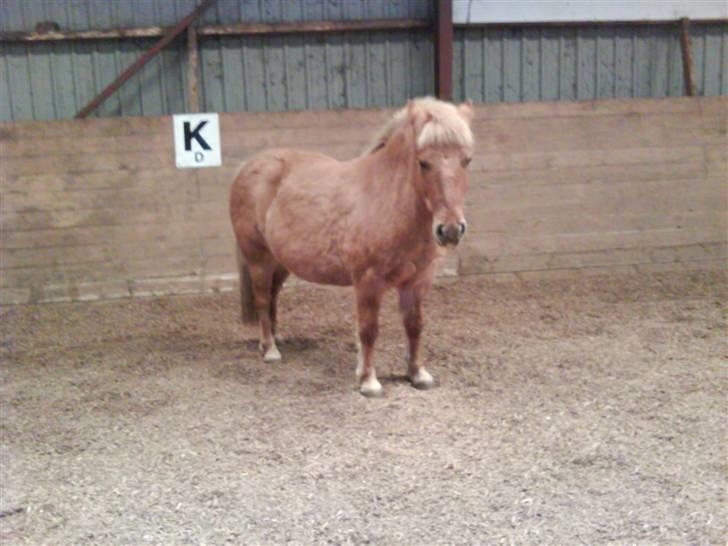 Anden særlig race Rita / Rosa - igen fri den 22 nov 2008 billede 5