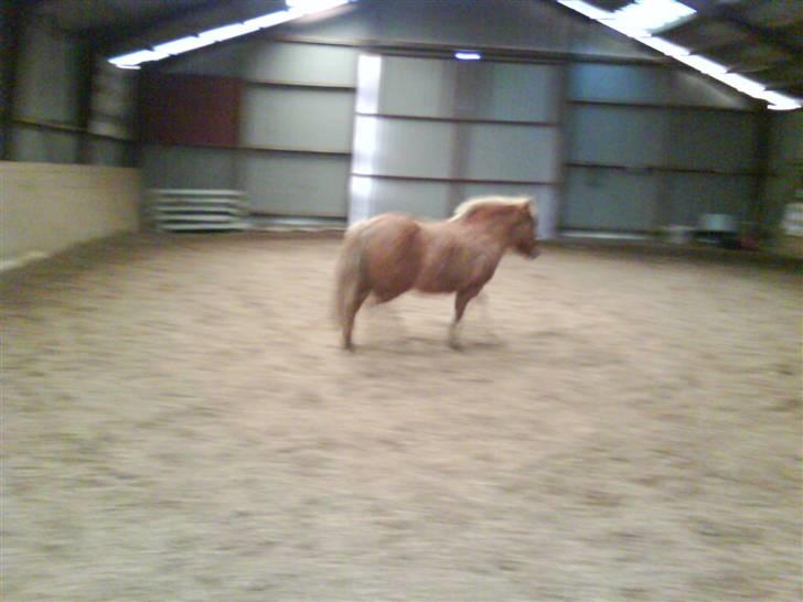 Anden særlig race Rita / Rosa - fri igen igen d 22 nov 2008 billede 6