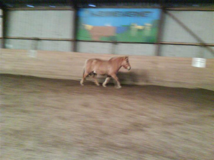 Anden særlig race Rita / Rosa - fri i ridehuset d 22 nov 2008 billede 8