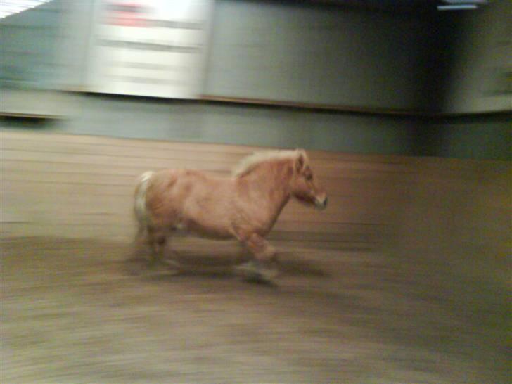 Anden særlig race Rita / Rosa - lidt trav d 22 nov 2008 billede 9