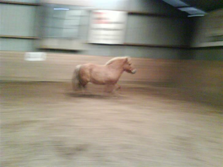 Anden særlig race Rita / Rosa - trav igen 22 nov 2008 billede 10