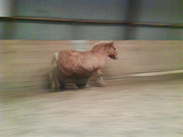 Anden særlig race Rita / Rosa - igen 22 nov 2008 billede 11