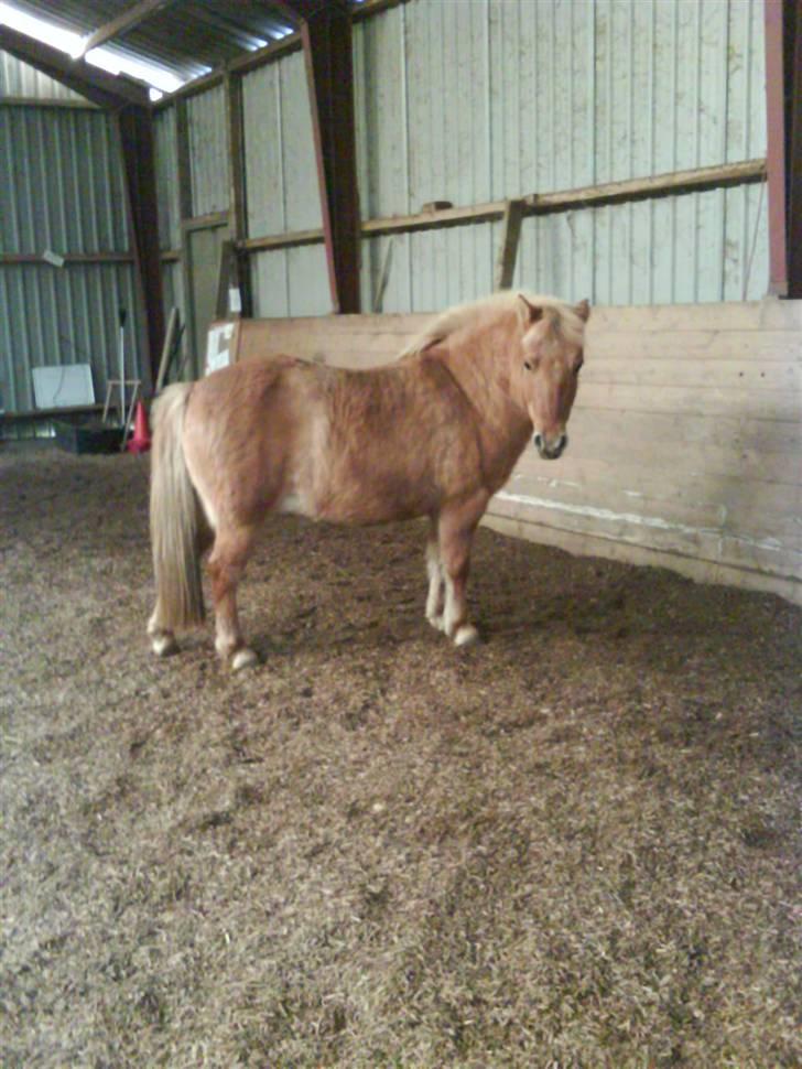Anden særlig race Rita / Rosa - tykke pony 22 nov 2008 billede 12