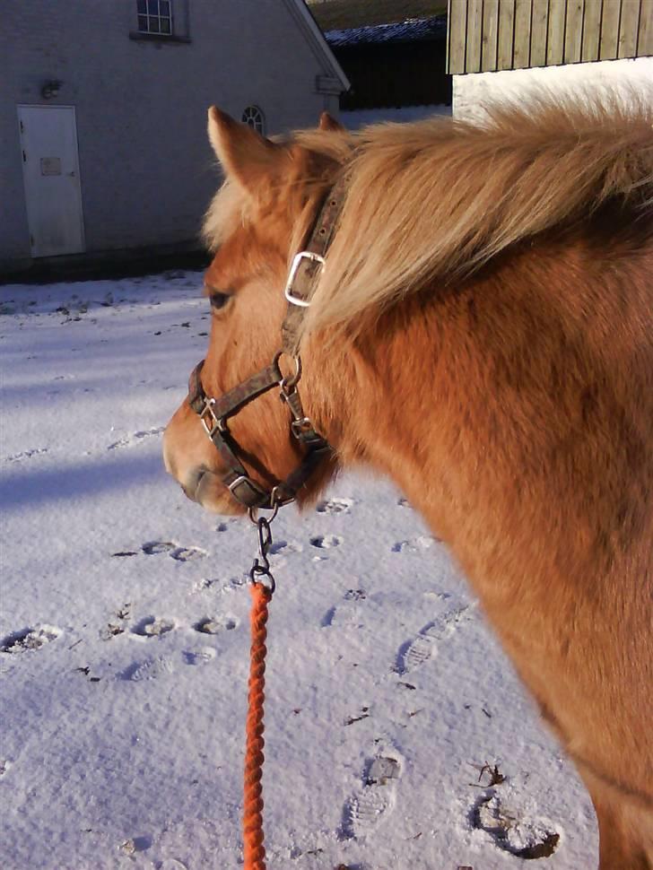 Anden særlig race Rita / Rosa - hvad var det?? 22 nov 2008 billede 13