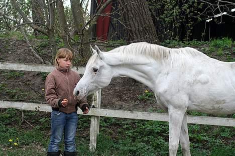 Arabisk fuldblod (OX) Basta R.I.P. blev 27½ år - Basta på sin 27 års fødselsdag med Melissa d.24 april 2007 billede 16