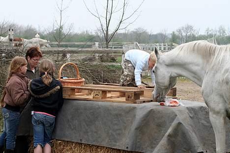 Arabisk fuldblod (OX) Basta R.I.P. blev 27½ år - Fødselsdags bord til Basta 24 april 2007,gulerødder-saftevand-kage osv.... :-))) billede 17