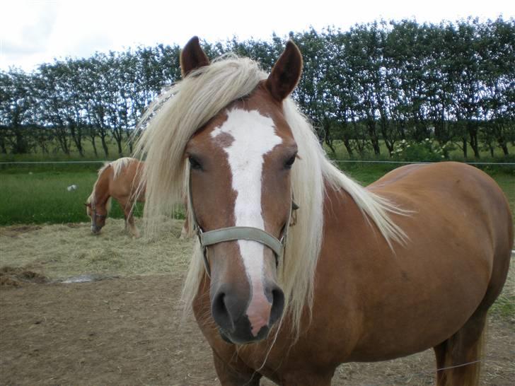 Haflinger sverrigs susi billede 6