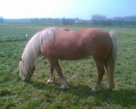 Haflinger sverrigs susi billede 7
