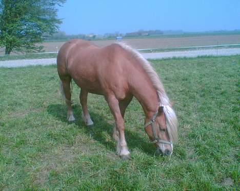 Haflinger sverrigs susi billede 8