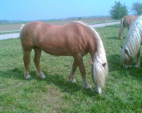 Haflinger sverrigs susi billede 9