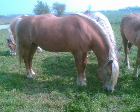 Haflinger sverrigs susi billede 10