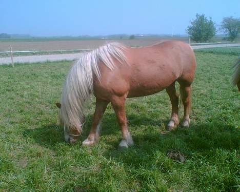 Haflinger sverrigs susi billede 11