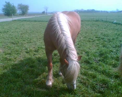 Haflinger sverrigs susi billede 12