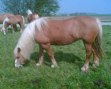 Haflinger sverrigs susi billede 13