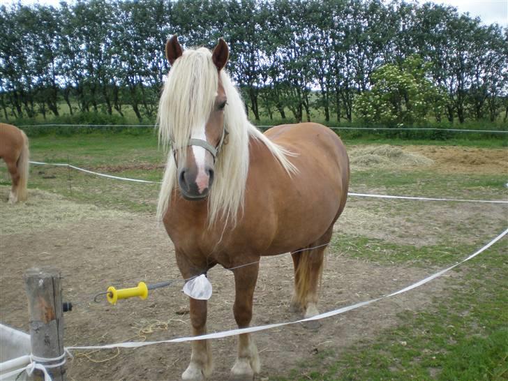 Haflinger sverrigs susi - sussi´s føl fra sidste år "til salg" pæn dreng billede 14