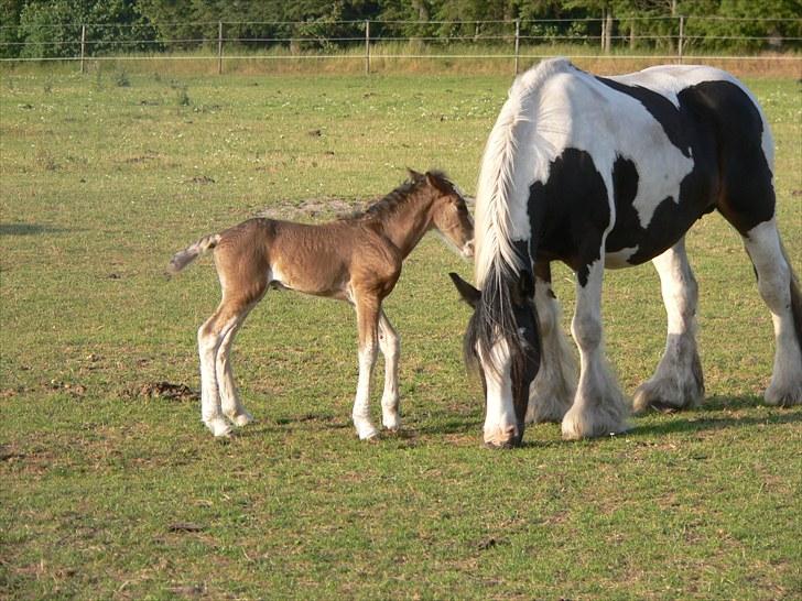 Irish Cob Sweety billede 2