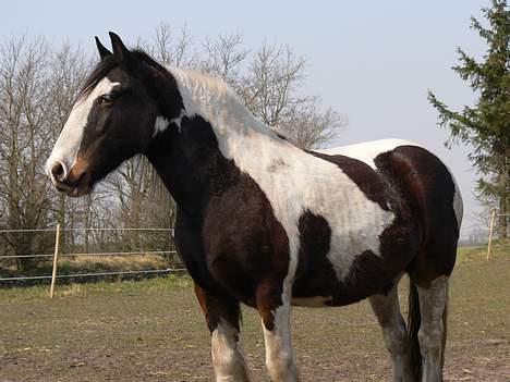 Irish Cob Sweety billede 3
