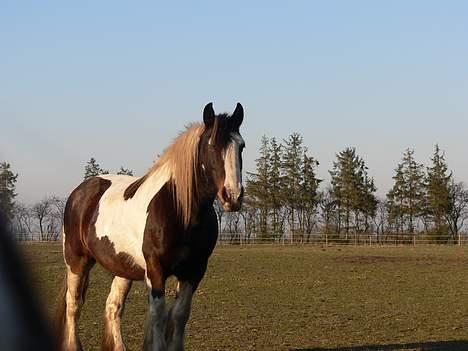 Irish Cob Sweety billede 4