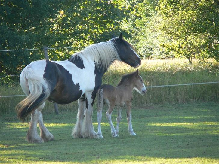 Irish Cob Sweety billede 5