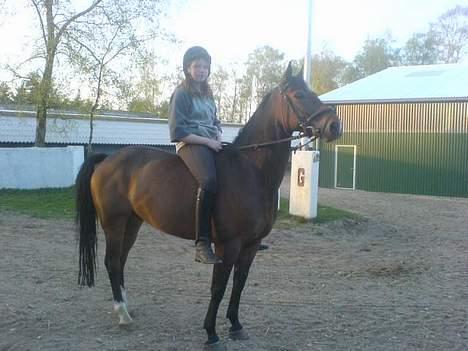 Welsh Cob (sec D) Lonestar "solgt" - Mig og Mulle ;) billede 3