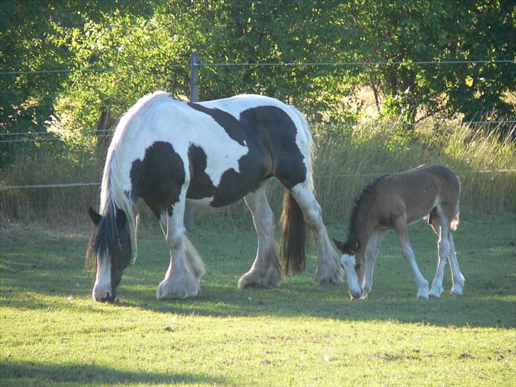 Irish Cob Sweety billede 6