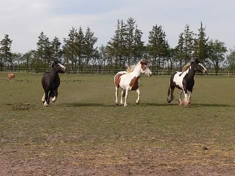 Irish Cob Sweety billede 7