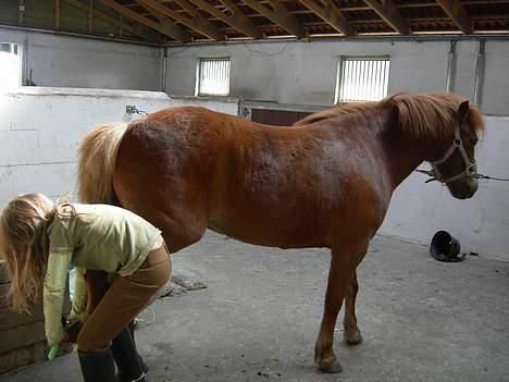 Anden særlig race Molly - Molly får renset hove. billede 13