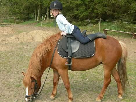 Anden særlig race Molly - Molly der akseptere alt. billede 14