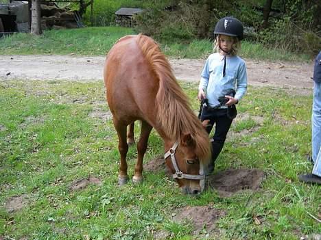 Anden særlig race Molly - Molly nyder græset i solen med børnene. billede 15