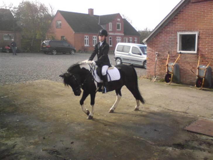 Anden særlig race Sello - Lige inden de skal ind og ride LC3 :) billede 14