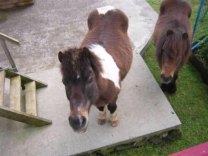 Færøsk hest Blanka [Haft i pleje] - Hehe ... Blanka og Grani står og tigger om brød :P Vi er oppe i et vindue ;) | 27-05-2007 billede 13