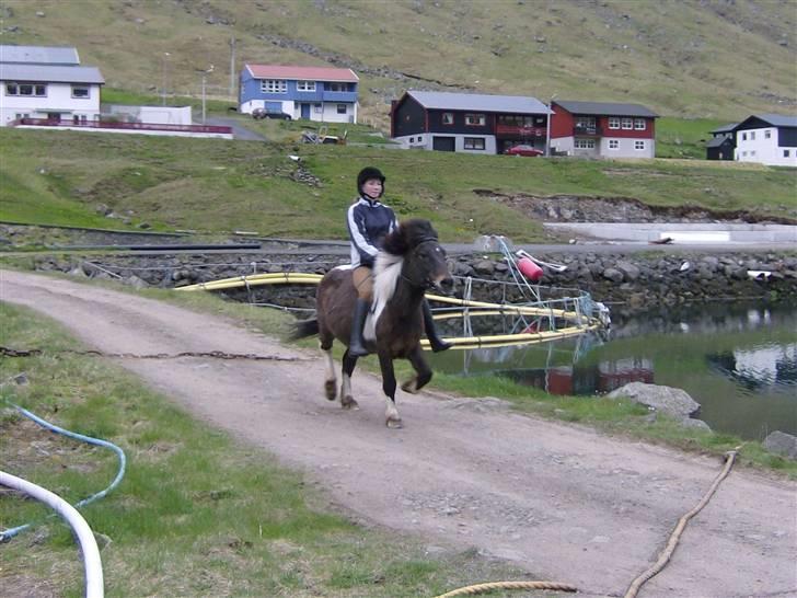 Færøsk hest Blanka [Haft i pleje] - Trav :P | 26-05-2008 billede 14