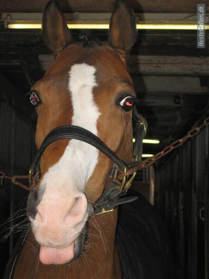 Hollandsk Sportspony Candy  - Sødt sødt og atter sødt! <3 billede 15