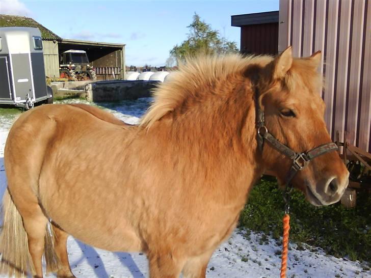 Anden særlig race Rita / Rosa - se lige mig :-) 22 nov 2008 billede 14