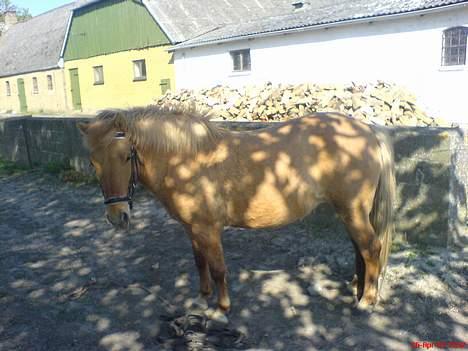 Anden særlig race Rita / Rosa billede 15