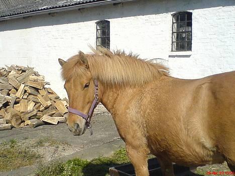 Anden særlig race Rita / Rosa billede 16
