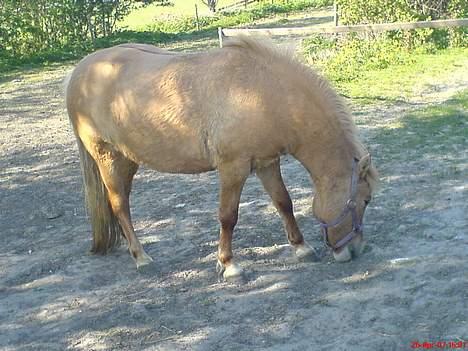 Anden særlig race Rita / Rosa billede 17