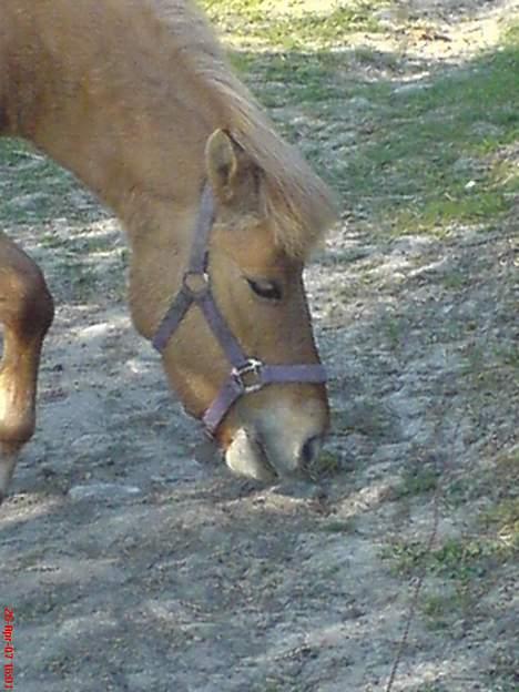 Anden særlig race Rita / Rosa billede 18