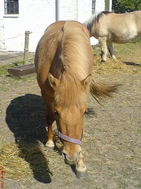 Anden særlig race Rita / Rosa billede 19
