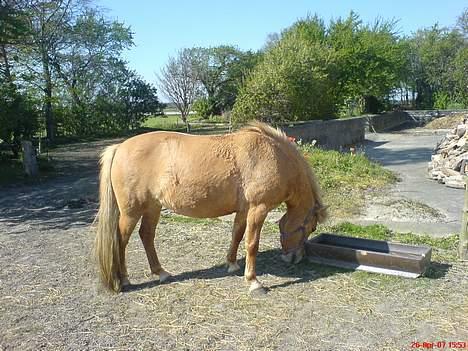 Anden særlig race Rita / Rosa billede 20