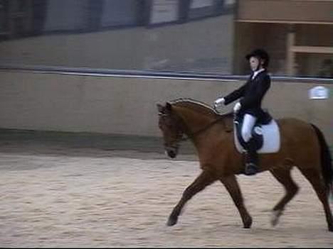 New Forest Nørregaards Bob (Fire)    - Fire i middel trav. billede 10