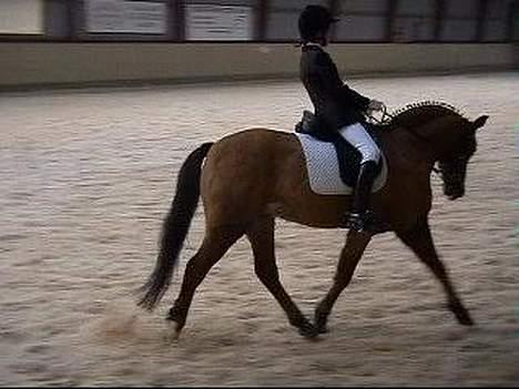 New Forest Nørregaards Bob (Fire)    - Fire til stævne billede 11