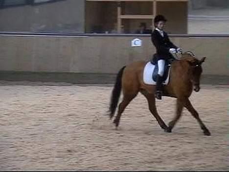 New Forest Nørregaards Bob (Fire)    - Fire og mig, der rider stævne billede 12