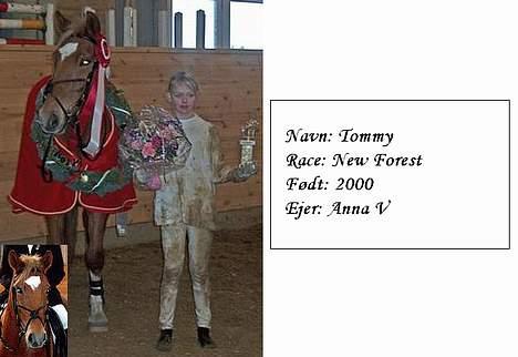 New Forest kantje's tommy - lidt om min tommy=D billede 3